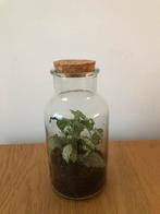 Plantenterrarium in fles, Huis en Inrichting, Woonaccessoires | Stolpen, Ophalen, Zo goed als nieuw