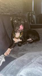 Lieve amerikaanse stafford+ bulldog zoekt een leuk tehuis, Reu, Eén hond, Nederland, Particulier