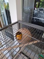 kooi met vogels, Ophalen, Zo goed als nieuw, Metaal, Vogelkooi