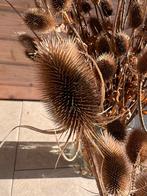 Gedroogde Kaardenbollen droogboeket droogbloemen grote bos, Ophalen of Verzenden, Zo goed als nieuw
