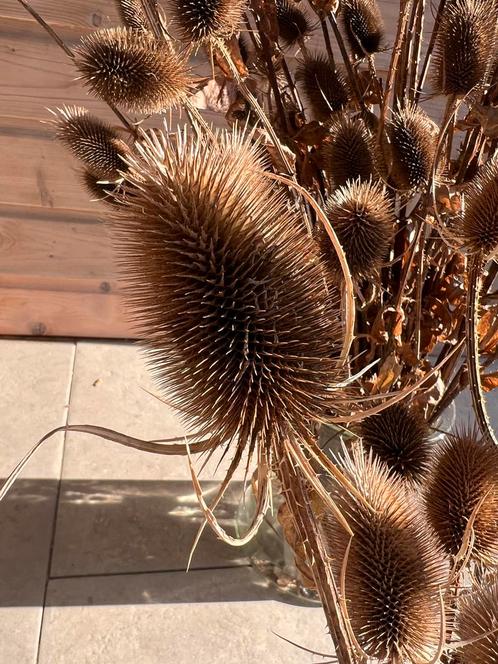 Gedroogde Kaardenbollen droogboeket droogbloemen grote bos, Huis en Inrichting, Woonaccessoires | Droogbloemen, Zo goed als nieuw