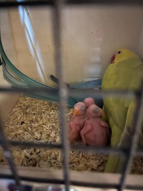 Prachting bewezen koppel halsbanden, Dieren en Toebehoren, Vogels | Parkieten en Papegaaien, Parkiet, Meerdere dieren