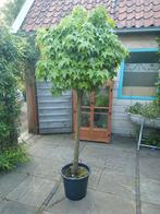 Amberboom, Ophalen
