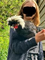 Hollandse kuifhoen haantjes, Dieren en Toebehoren, Mannelijk, Kip