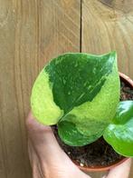 Monstera deliciosa variegata mint green jungle large form, Ophalen of Verzenden, Overige soorten, Minder dan 100 cm
