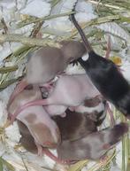 Kleurmuizen chocolade siamees lilac bont satijn langhaar, Dieren en Toebehoren, Knaagdieren, Muis, November, Meerdere dieren, Tam