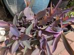 Tradescantia Pallida kamerplant hangplant bloemen, Huis en Inrichting, Ophalen, Overige soorten, Halfschaduw, In pot