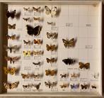 Vlinders in lijst, Ophalen of Verzenden, Insect, Opgezet dier