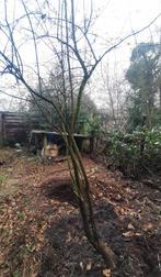 Oude kardinaalsmuts 4 meter hoog, Tuin en Terras, Ophalen, Halfschaduw, Overige soorten