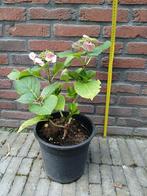 Roze hortensia H55 cm B33 cm soort: Hydranga macrophylla, Vaste plant, Halfschaduw, Zomer, Ophalen
