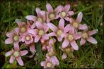 zuurstofplanten zorgen voor hedere vijver, vijverplanten, Tuin en Terras, Planten | Tuinplanten, Volle zon, Vaste plant, Ophalen of Verzenden