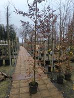 Fagus Sylvatica ‘Beveerd’, Tuin en Terras, Planten | Bomen, Bloeit niet, Halfschaduw, 250 tot 400 cm, Zuilboom