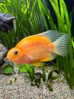 Mooie zoetwater Papegaai Cichliden aangeboden, Dieren en Toebehoren, Vissen | Aquariumvissen, Vis