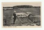 Hilversum - Schaapsherder met kudde, Verzenden, 1940 tot 1960, Ongelopen, Noord-Holland