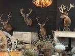 Edelhert hert hertenkop opgezet opgezette taxidermie veluwe, Verzamelen, Dierenverzamelingen, Ophalen, Nieuw, Hert, Opgezet dier