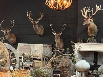 Edelhert hert hertenkop opgezet opgezette taxidermie veluwe beschikbaar voor biedingen