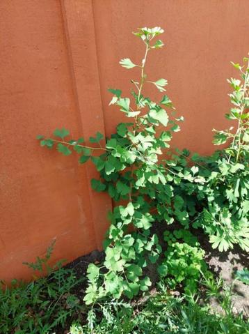 Ginkgo biloba - leuk voor bonsai of tuinboom - 0.5 tot 1.5m beschikbaar voor biedingen