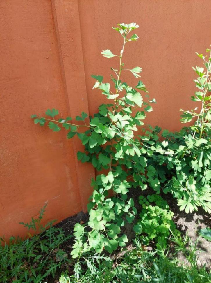 Ginkgo biloba - leuk voor bonsai of tuinboom - 0.5 tot 1.5m, Tuin en Terras, Planten | Bomen, Overige soorten, 100 tot 250 cm