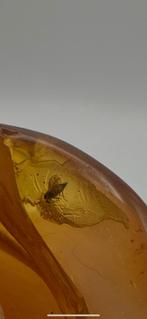 Baltisch barnsteen met fossiele vlieg (Diptera), Ophalen of Verzenden