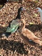 muskus eenden, Dieren en Toebehoren, Pluimvee, Meerdere dieren, Eend