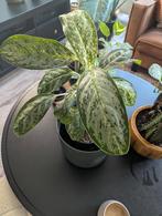 Aglaonema Milky way, Ophalen