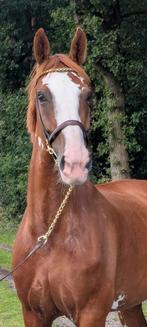 Recreatieve KWPN Gelders vos merrie Upperville x Ahoy, Dieren en Toebehoren, Paarden, Merrie, Recreatiepaard
