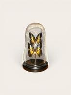 Vlinders in stolp - decoratief object, Ophalen of Verzenden, Zo goed als nieuw