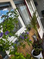 bloemen, Ophalen of Verzenden, Zomer, Overige soorten, Halfschaduw