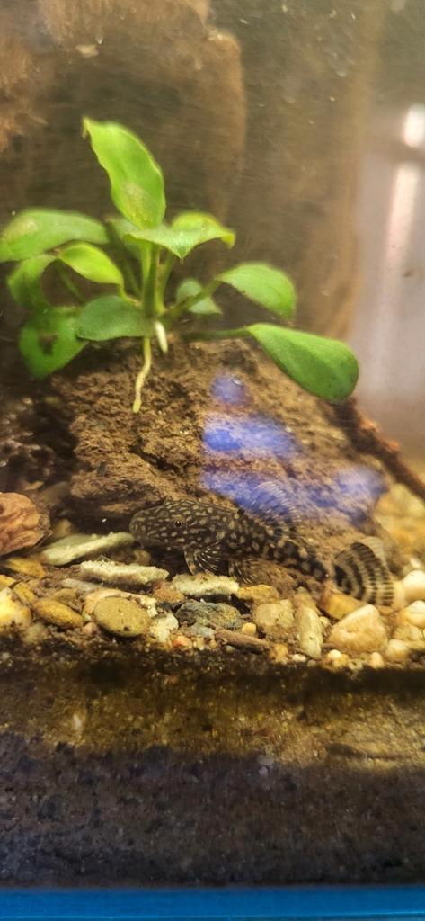 Zwarte ancistrus / zwarte algeneter / borstelneus algeneter, Dieren en Toebehoren, Vissen | Aquariumvissen, Zoetwatervis, Vis