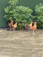 Friese hoenders, Dieren en Toebehoren, Meerdere dieren, Kip