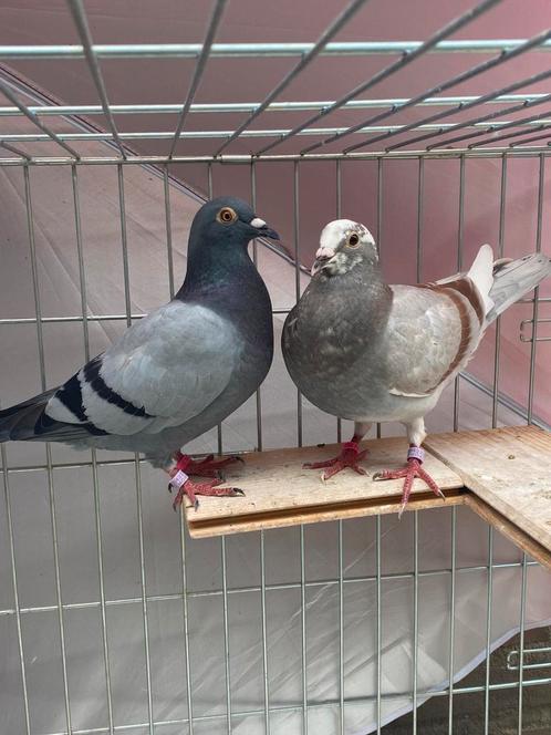 Koppel jonge duiven, Dieren en Toebehoren, Vogels | Duiven, Postduif, Meerdere dieren