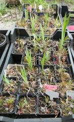 Tuin = Plant MJ = Iris - Bloem wit met beetje paars - S, Ophalen, Vaste plant, Overige soorten