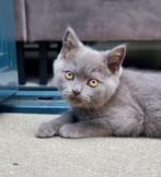Britse korthaar kittens, Dieren en Toebehoren, Meerdere dieren, Ontwormd