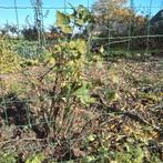 Rode bessen struikjes , voedselbos, Ophalen of Verzenden, Overige soorten, 100 tot 250 cm