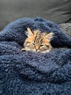 Britse kort haar  met al haar spullen, Poes, Kortharig, 0 tot 2 jaar
