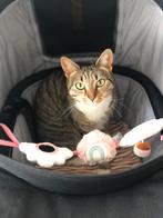 Europees korthaar poes, Dieren en Toebehoren, Katten en Kittens | Overige Katten, Poes