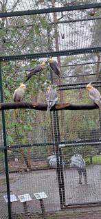 Tekoop valkparkieten, Dieren en Toebehoren, Vogels | Parkieten en Papegaaien, Meerdere dieren, Parkiet