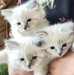 Super lieve en knuffelige Ragdoll kittens met stamboom, Dieren en Toebehoren, Meerdere dieren, Gechipt, 0 tot 2 jaar