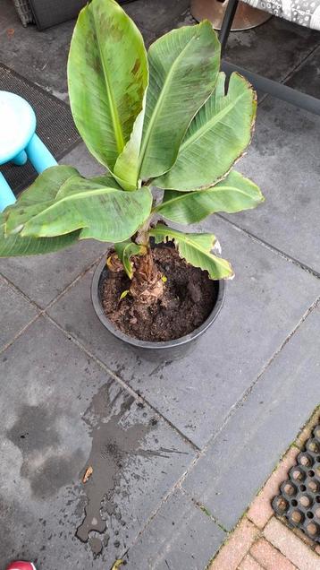Bananenplant  beschikbaar voor biedingen