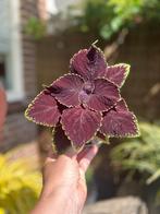 Coleus, Huis en Inrichting, Kamerplanten, Overige soorten, Ophalen of Verzenden, In pot, Minder dan 100 cm