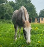 Lieve Criollo te koop super buitenrijd paardje, Dieren en Toebehoren, Pony's, Gechipt, Niet van toepassing, 11 jaar of ouder, Recreatiepony
