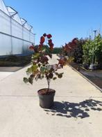 Cercis canadensis 'Forest Pansy' Rood bladerige Judasboom, Ophalen of Verzenden, Lente, Volle zon, Overige soorten