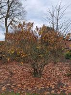 Hortensia op stam, Tuin en Terras, Ophalen, Hortensia, Struik, 100 tot 250 cm
