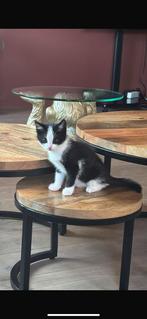 Oost europese korthaar x ragdol kittens, Dieren en Toebehoren, Katten en Kittens | Overige Katten, Meerdere dieren