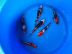 Japanse koi, Dieren en Toebehoren, Vissen | Vijvervissen, Karper of Koi