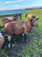 Bonte ram, Dieren en Toebehoren, Mannelijk, Schaap