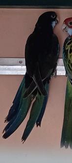 Zwarte pop rosella, 2025, Dieren en Toebehoren, Vrouwelijk, Parkiet, Geringd
