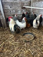 7 Wyandotte Krielkippen + 1 Sabelpoot, Dieren en Toebehoren, Vrouwelijk, Kip