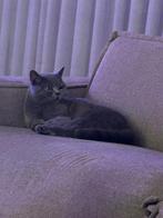 Te koop britse korthaar, Kater, Gechipt