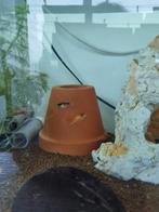 Jonge platy's, Vis, Zoetwatervis